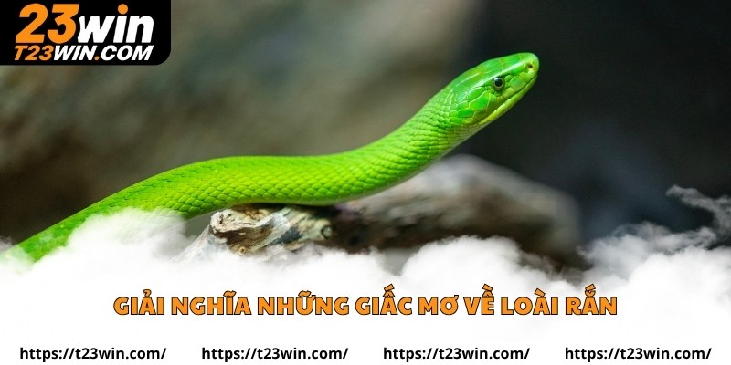 Giải nghĩa những giấc mơ về loài rắn